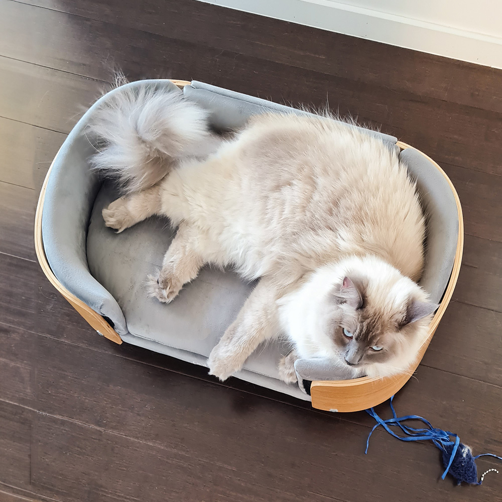cat in small pet bed