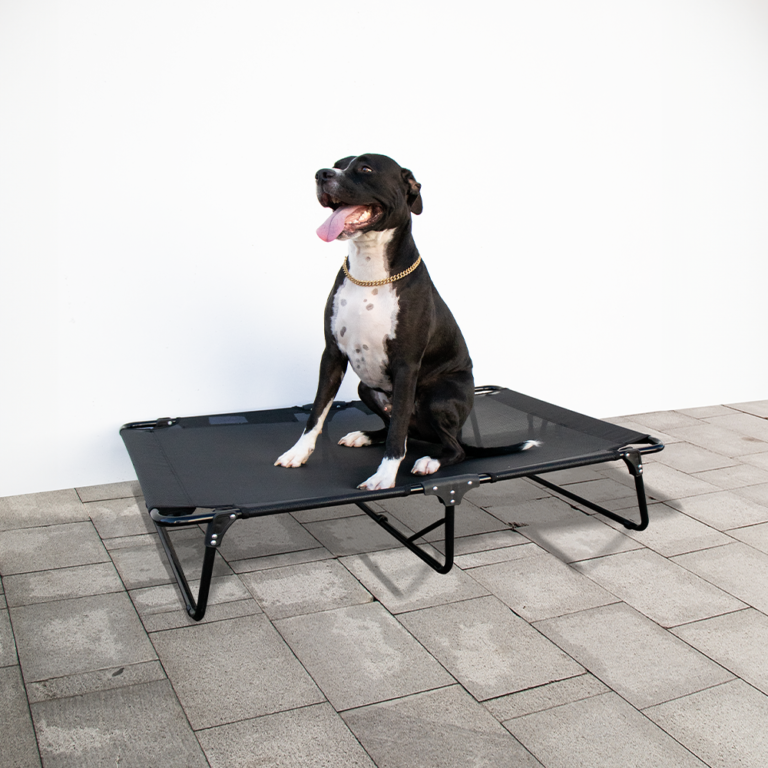 Rocky Raised Folding Pet Bed X-Large Australia - Pethood